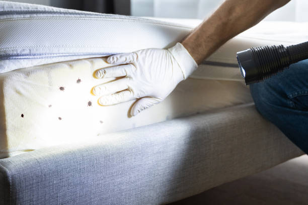 Best Mosquito Control Services  in Knightsen, CA