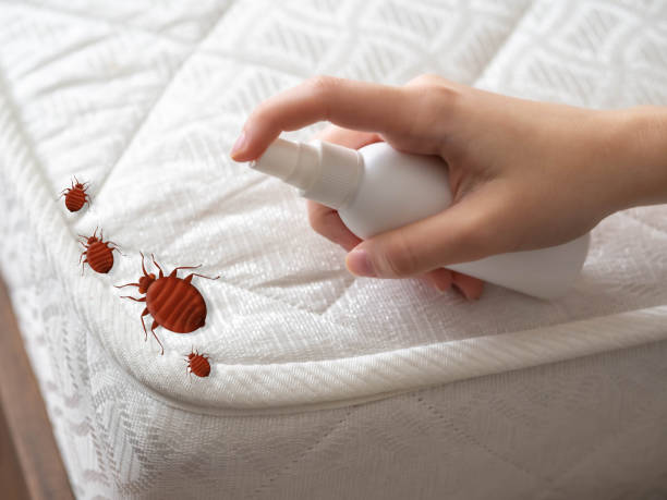Best Bed Bug Extermination  in Knightsen, CA